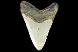 Fossil Megalodon Tooth - North Carolina #99331-2